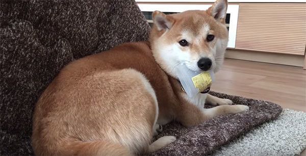 見つめる柴犬
