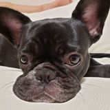 獣医師解説 犬のいびきは病気 病院に行くべき症状は いぬのきもちweb Magazine 獣医師解説 犬のいびきは病気 病院に行くべき症状は いぬのきもちweb Magazine