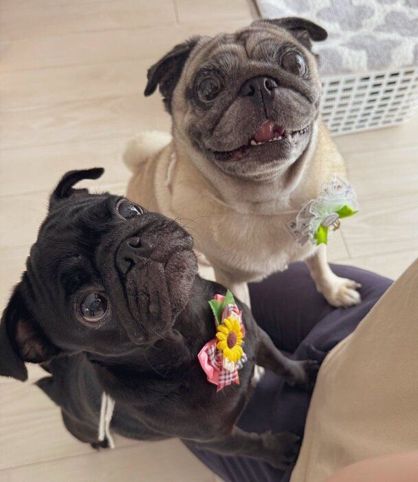 “妹犬”のあられちゃん（写真左）　と一緒に