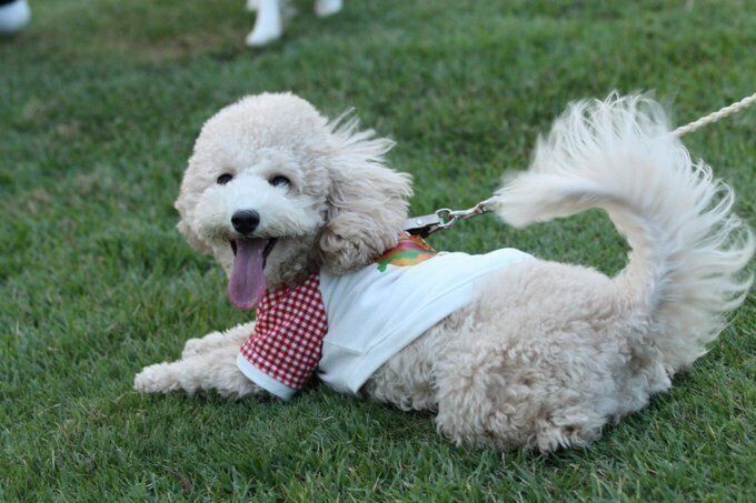 元気いっぱいに遊ぶ様子の犬