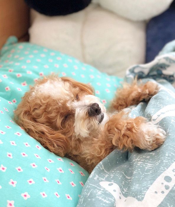 ベッドでぐっすり寝る犬