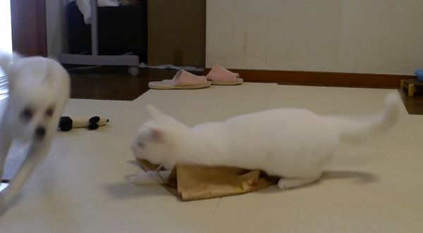 チワワと猫