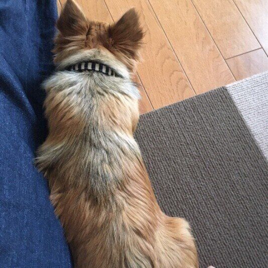 チワワ