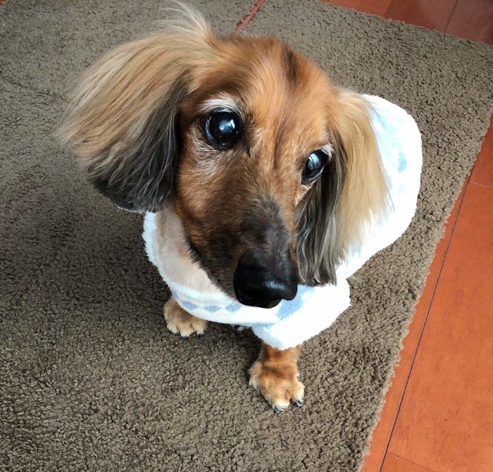 服を着た愛犬