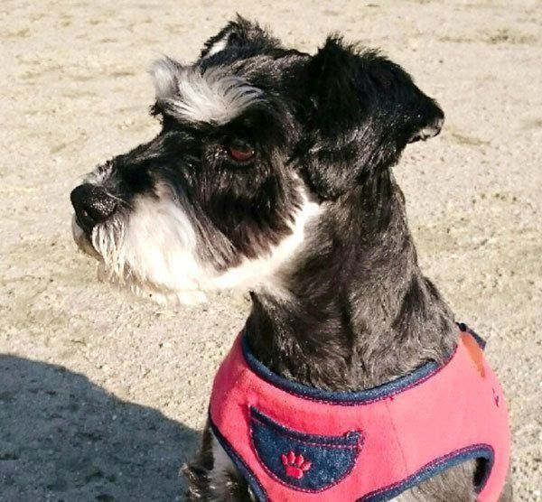 イケメン 美人 えっ どこ見てるの 個性あふれる犬の横顔5選 いぬのきもちweb Magazine