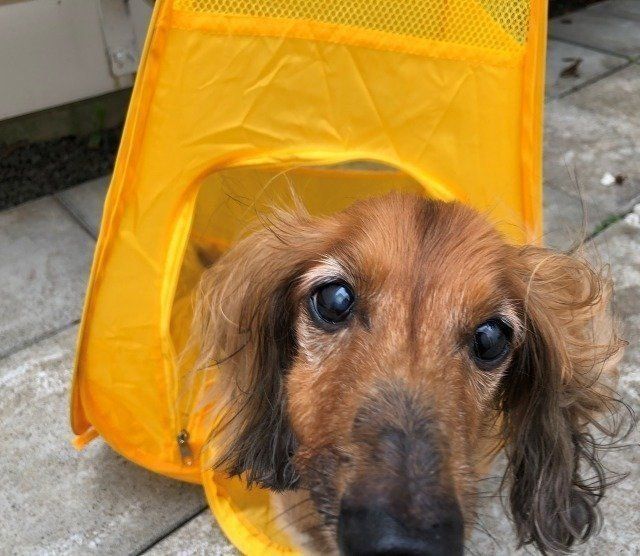 ペット用簡易ハウスに入る愛犬
