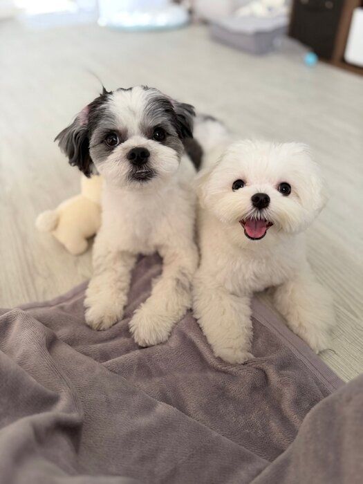 いつも一緒のマルチーズ(右)と先住犬(左)