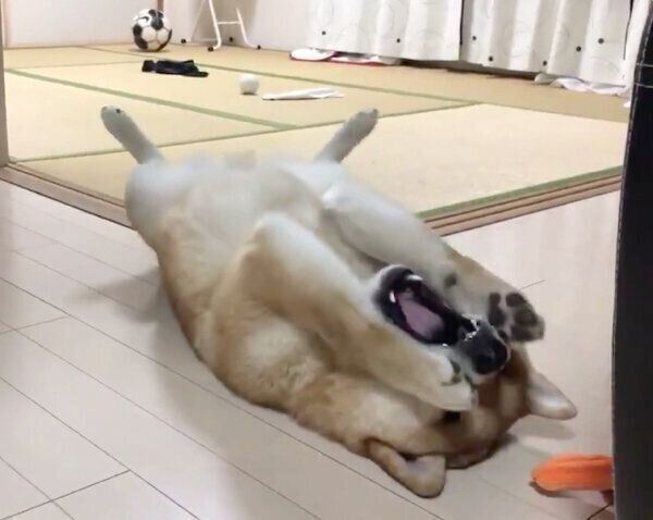 ごはんを早食いして後悔するこむぎくん