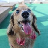 獣医師監修 老犬の夜泣き 夜鳴き 原因と対策 予防 実際の体験談も いぬのきもちweb Magazine 獣医師監修 老犬の夜泣き 夜鳴き 原因と対策 予防 実際の体験談も いぬのきもちweb Magazine