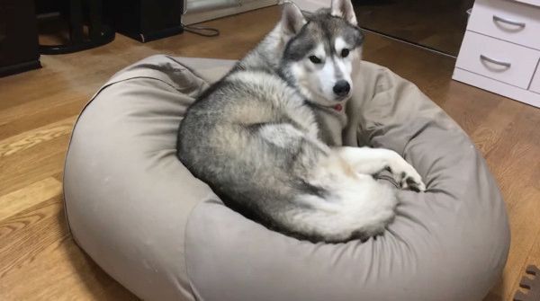 座ろうとするシベリアン・ハスキー
