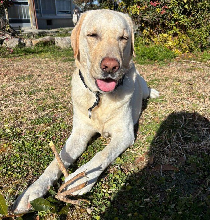 庭で遊ぶエルくん