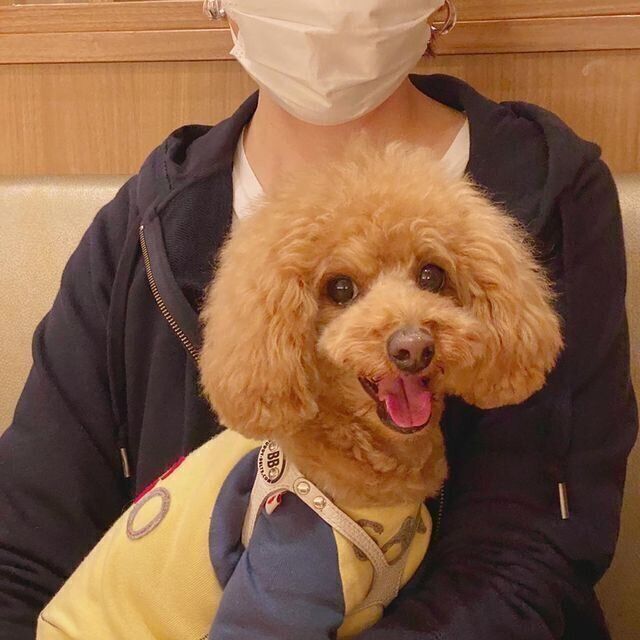 プードルのレンちゃん