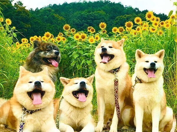 笑顔で並ぶ秋田犬
