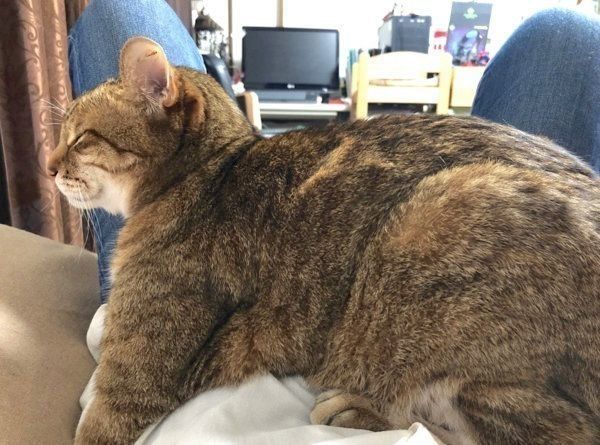 飼い主さんのお腹の上に乗る大吉ちゃん
