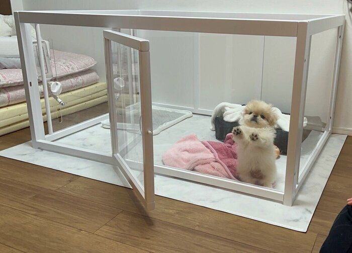 話題の投稿 「こうした少し抜けているところも、わた坊らしい魅力だと思っています」と飼い主さんが