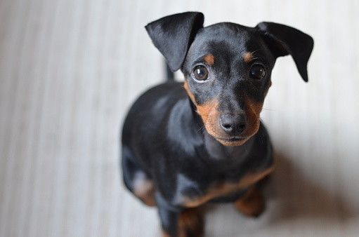 ミニチュア ピンシャーの特徴と性格 価格相場 犬図鑑 いぬのきもちweb Magazine