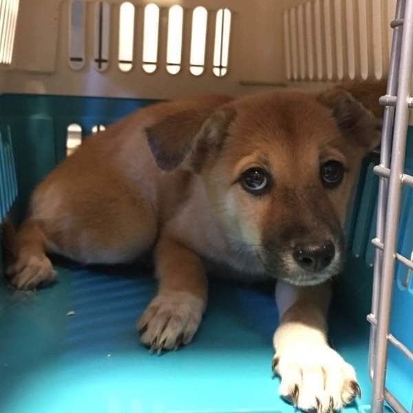 怖がりクレートから出てこれないMIX(雑種)中型犬