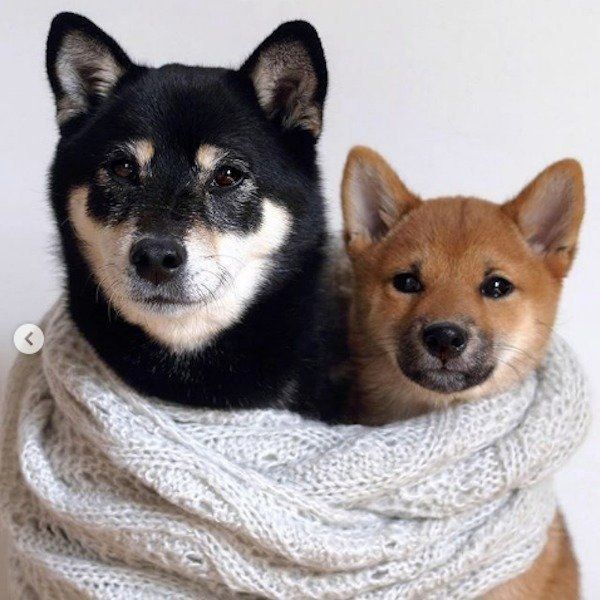 寄り添う柴犬