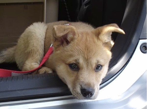 見つめる子犬