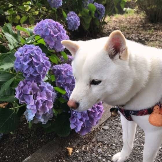 紫陽花と柴