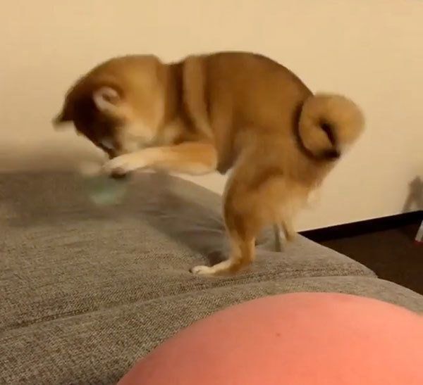 靴下を狙う柴犬