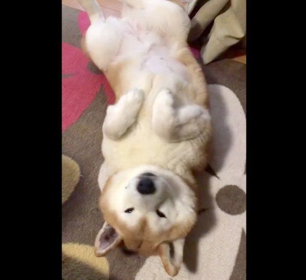 寝転がるロペさん