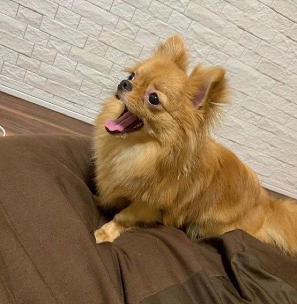 口を開ける犬