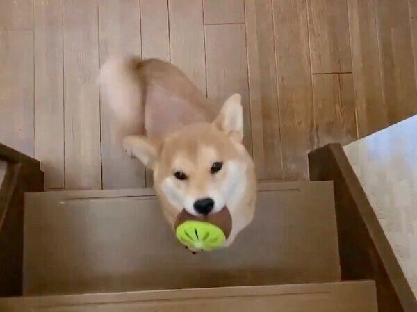 飼い主さんに会えて喜ぶ麦くん