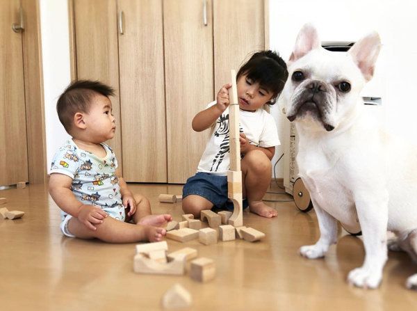 子どもと遊ぶフレンチ・ブルドッグ