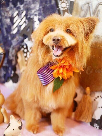 連載「こぐま犬てんすけ」