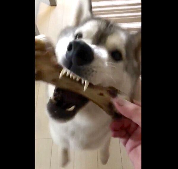 巨大サイズの骨を噛むニポくん