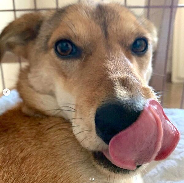 ベロを出す華ちゃん