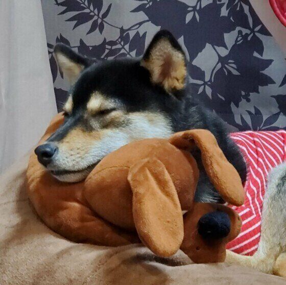 眠る柴犬