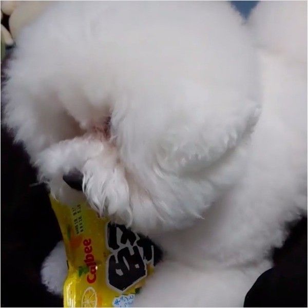 プンプンワンコ