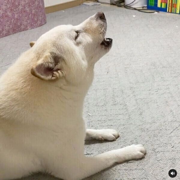 次男くんが泣き出すと 特別な反応 を見せる柴犬 気になる関係性を飼い主に聞いた いぬのきもちweb Magazine