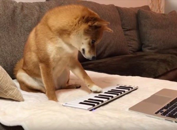 柴犬