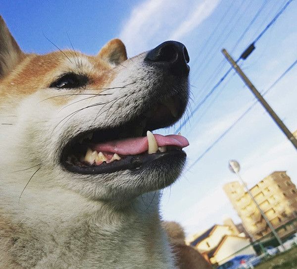 見上げる柴犬