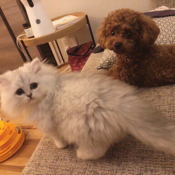 プードル