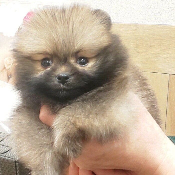 出会った日は「完全にタヌキだった」ポメラニアン子犬→3カ月後には