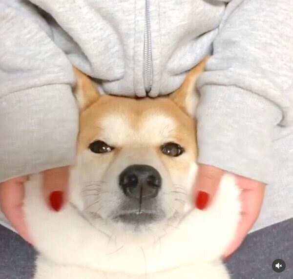 うっとりした表情を見せるめんまくん