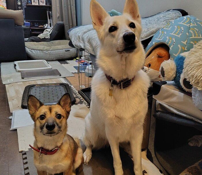 先住犬のルディちゃんとルプスちゃん