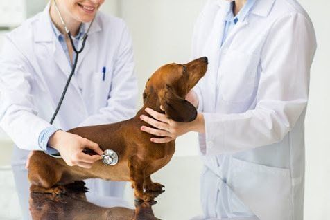 診察を受ける犬