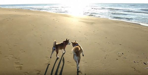 海辺を散歩する柴犬