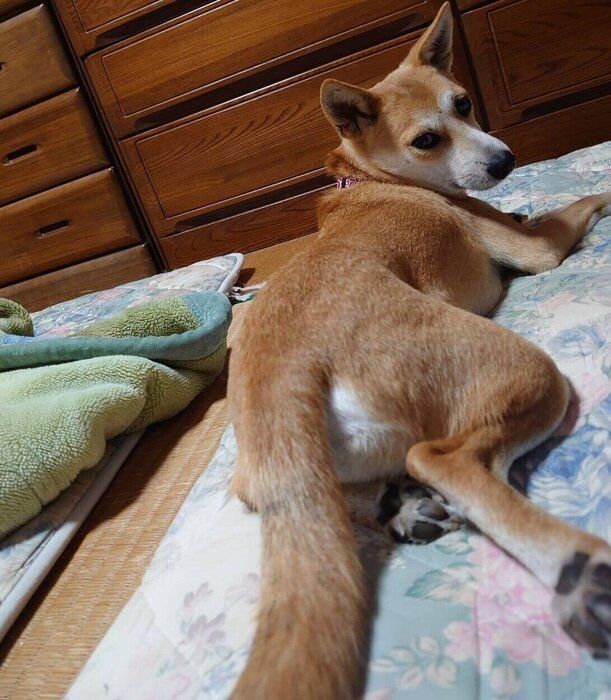 お迎えして3カ月が経ったころのアキラくん