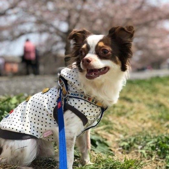 散歩する犬