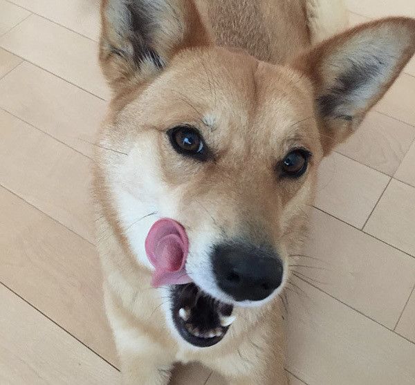 見つめる犬