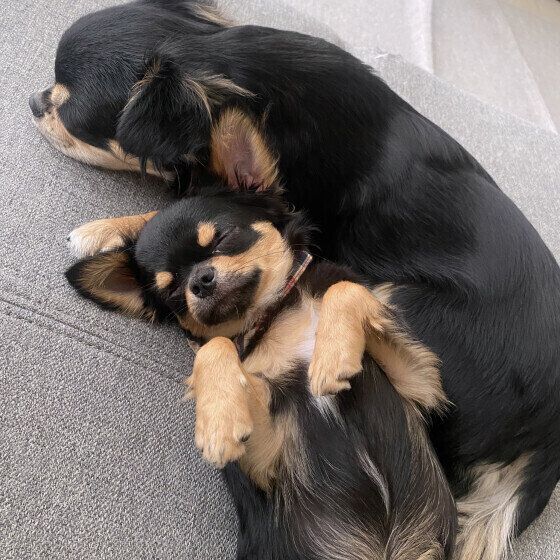 仲良くくっつきながらお昼寝中