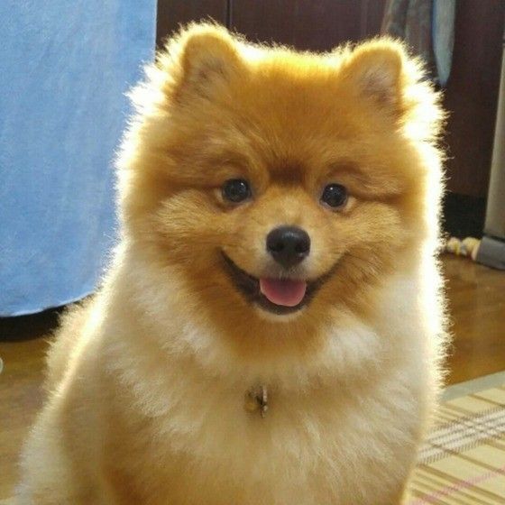 ポメラニアンのソラくん