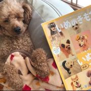 いぬのきもちふろくに関する記事一覧 いぬのきもちweb Magazine いぬのきもちふろくに関する記事一覧 いぬのきもちweb Magazine