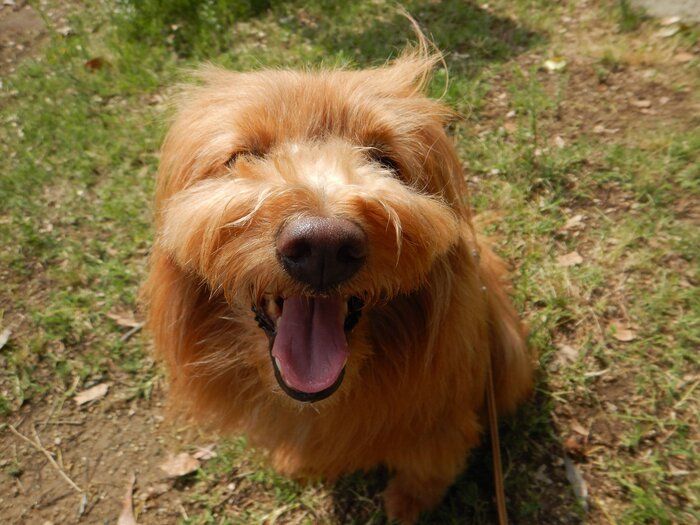連載「こぐま犬てんすけ」
